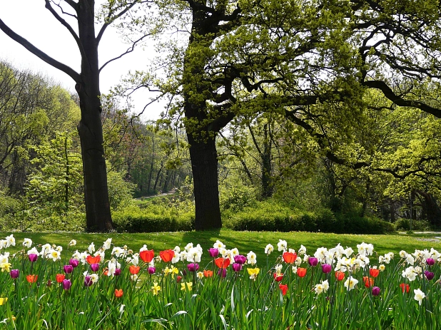 Frühlingsgeophyten im Liebesgrund