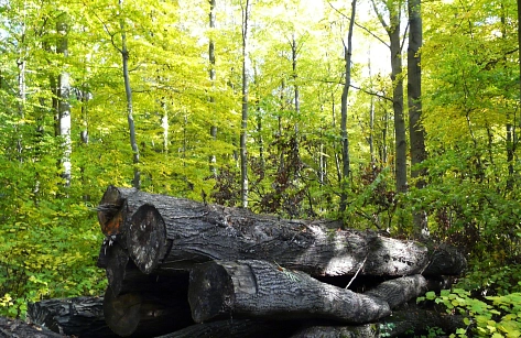 Abgelegte Baumstämme im Hildesheimer Wald&nbsp;&copy;&nbsp;A. Botterbrod