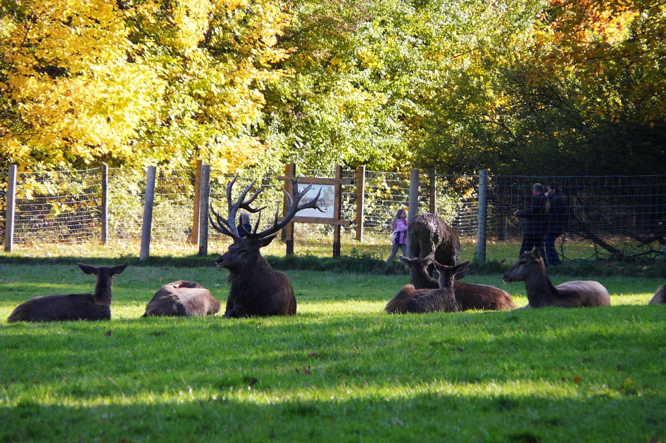 Rotwild im Wildgatter&nbsp;&copy;&nbsp;A. Botterbrod