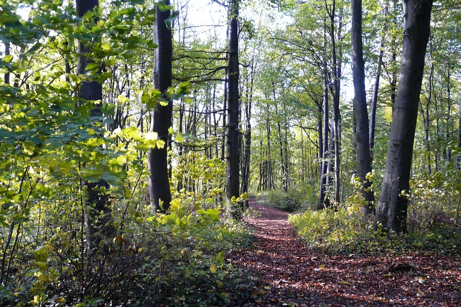 Weg im Hildesheimer Wald&nbsp;&copy;&nbsp;A. Botterbrod